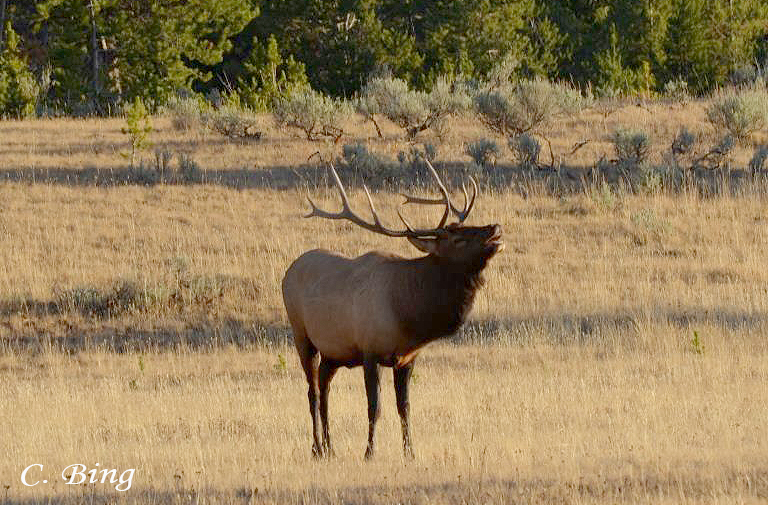 Bull elk bugling at Yellowstone National Park