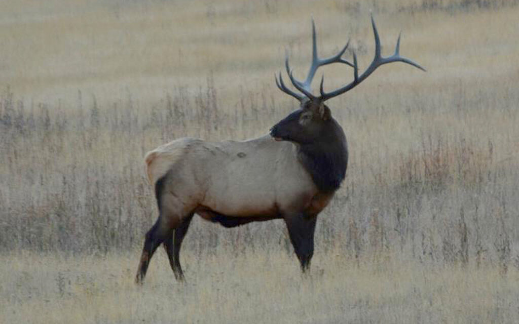 Bull elk in Yellowstone National Park
